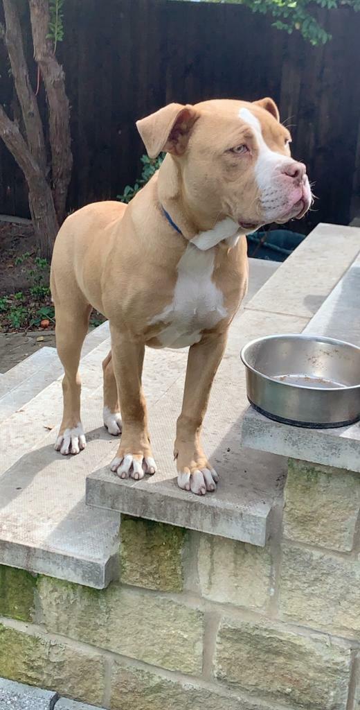 mutt puppies for adoption